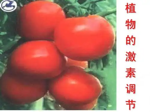 植物激素调节说课稿