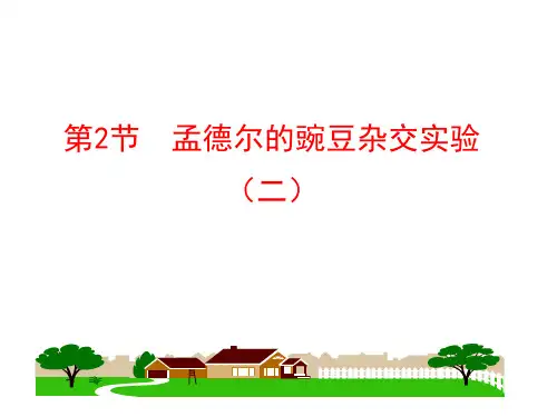 人教版高中生物必修二第1章第2节 孟德尔的豌豆杂交实验(二 )课件(共47张PPT)