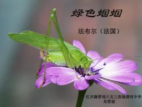 绿色蝈蝈说课PPT课件 人教版 (共25张PPT)