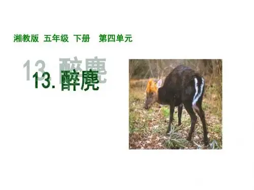 五年级语文醉麂(2019年)