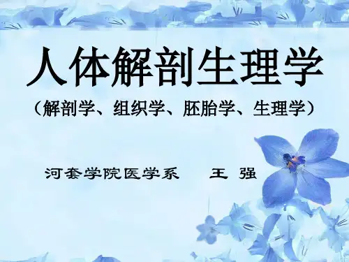 人体解剖学生理学-男性生殖系统(河套学院-王强)