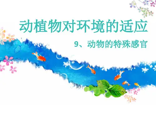 9、动物的特殊感官