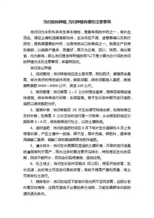 当归如何种植_当归种植有哪些注意事项