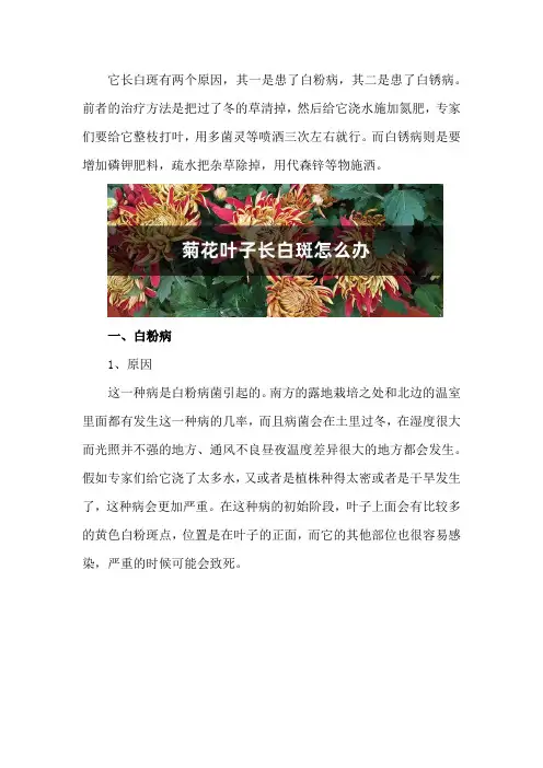 菊花叶子长白斑怎么办