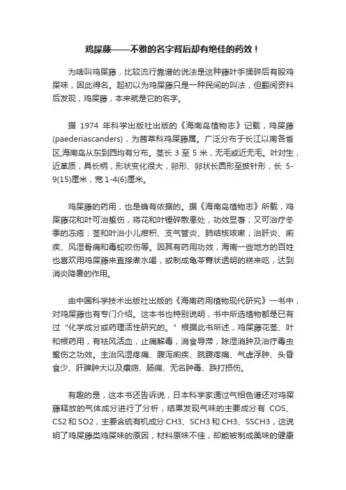 鸡屎藤——不雅的名字背后却有绝佳的药效！
