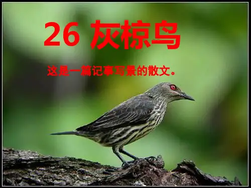 苏教版小学五年级下册语文《灰椋鸟》课件ppt
