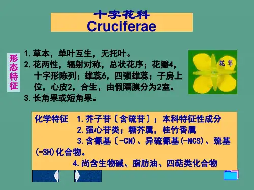生药学十字花科ppt课件