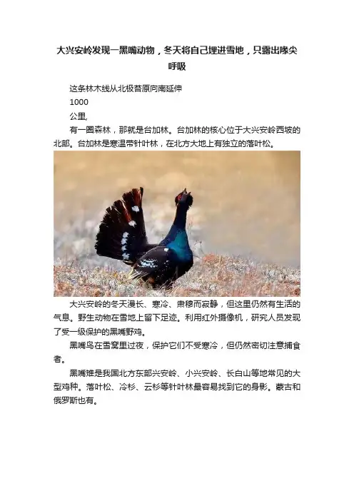 大兴安岭发现一黑嘴动物，冬天将自己埋进雪地，只露出喙尖呼吸