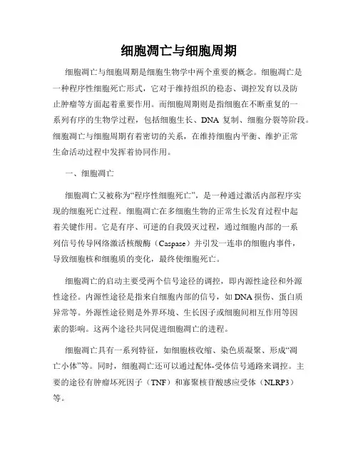 细胞凋亡与细胞周期