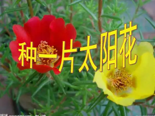 【种一片太阳花】PPT课件11