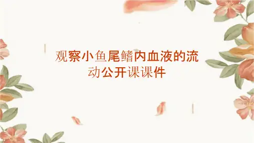 观察小鱼尾鳍内血液的流动公开课课件