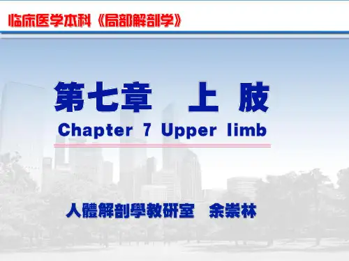 (完整版)局部解剖学上肢课件