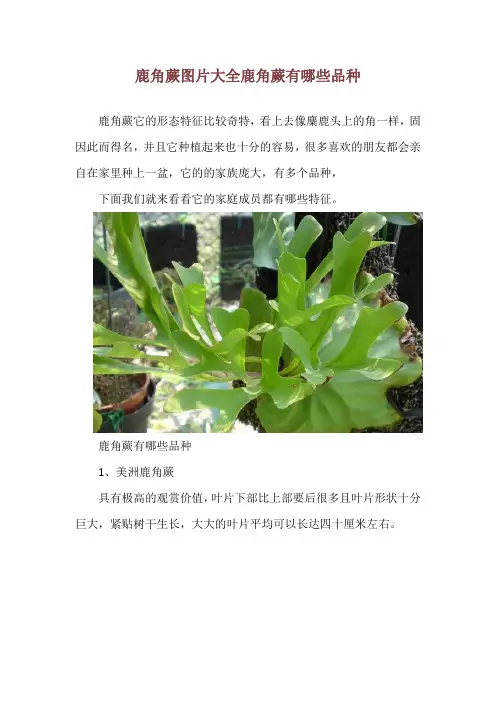 鹿角蕨图片大全 鹿角蕨有哪些品种
