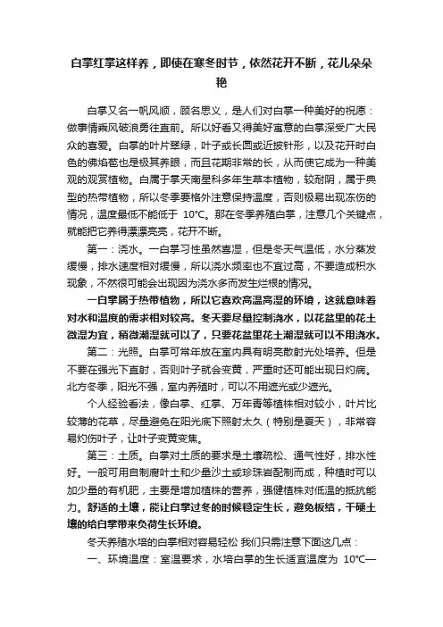 白掌红掌这样养，即使在寒冬时节，依然花开不断，花儿朵朵艳