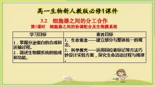 3-2第2课时  细胞器之间的协调配合及生物膜系统 课件 人教版必修1-PPT