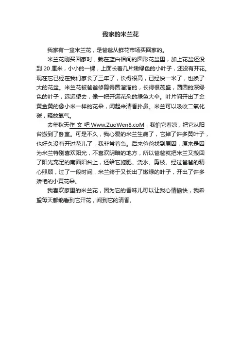 我家的米兰花