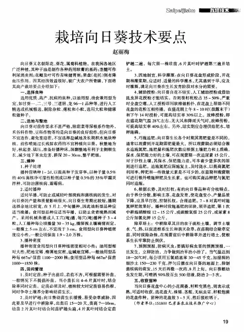 栽培向日葵技术要点