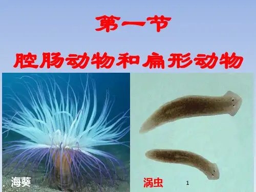 人教版生物八年级上册全套PPT课件