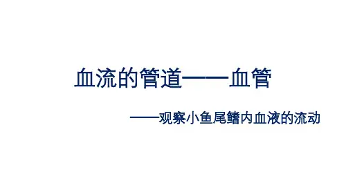 初中生物实验突破(通用版)：观察小鱼尾鳍内血液的流动课件