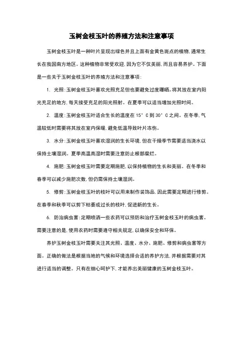 玉树金枝玉叶的养殖方法和注意事项