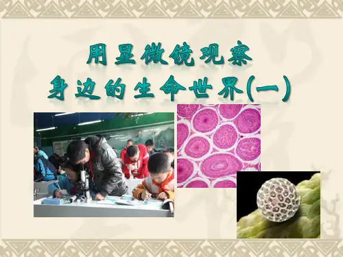 六年级下 用显微镜观察身边的生命世界 教科版ppt