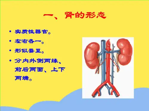 肾脏解剖结构图(“结构”相关文档)共7张