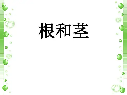 三年级下册科学-根和茎-苏教版(共22张)-PPT课堂课件