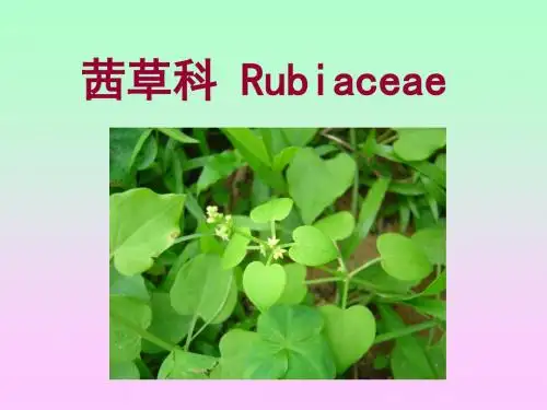 药用植物学-合瓣花亚纲：茜草、菊科