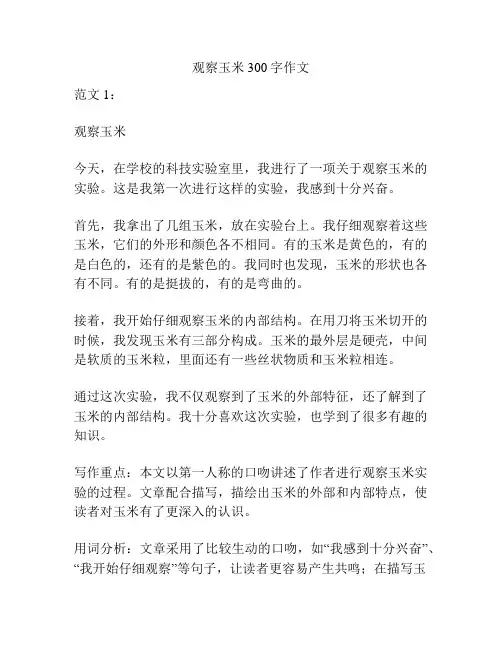 观察玉米300字作文