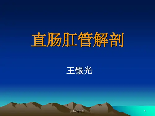 直肠肛管解剖ppt课件