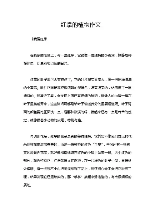红掌的植物作文