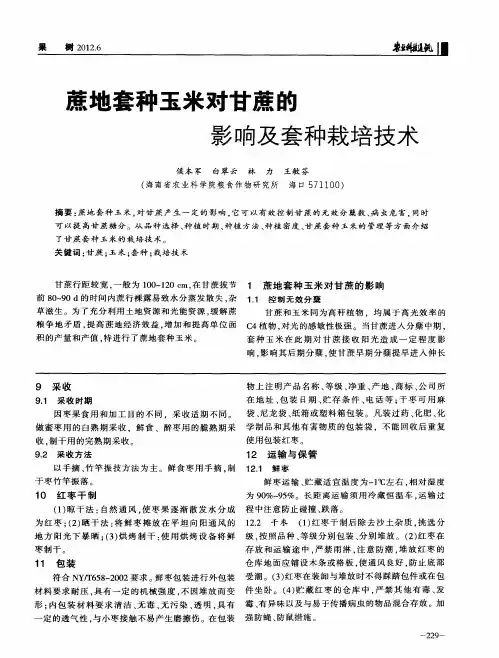 蔗地套种玉米对甘蔗的影响及套种栽培技术