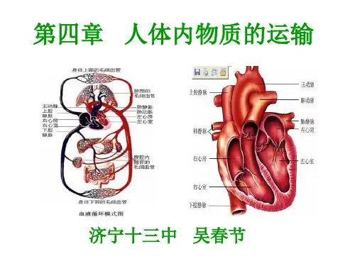 人教版初中生物七年级下册第四单元 生物圈中的人第四章 人体内物质的运输课件(2)