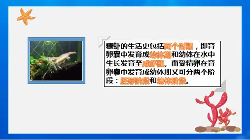 糠虾、钩虾—糠虾生物学特征(生物饵料培养课件)