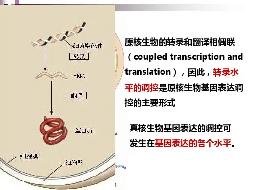 乳糖操纵子概述