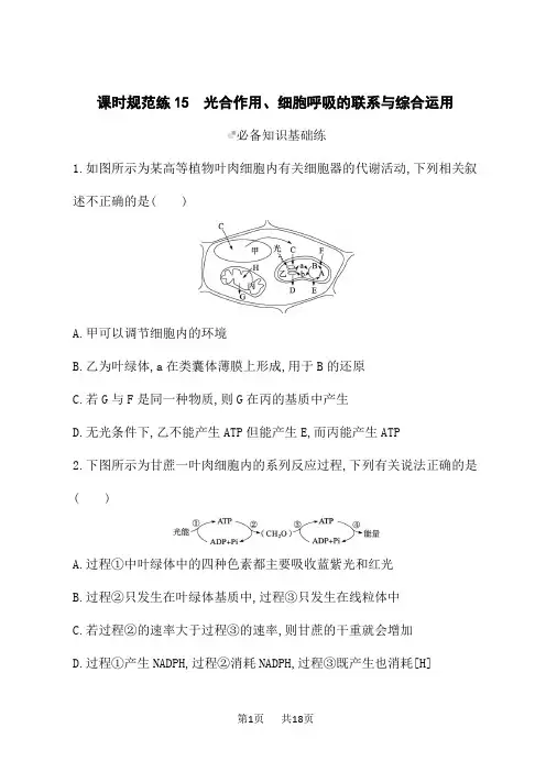 人教版高考生物学一轮复习课后习题 第3单元 细胞的代谢 光合作用、细胞呼吸的联系与综合运用 (2)