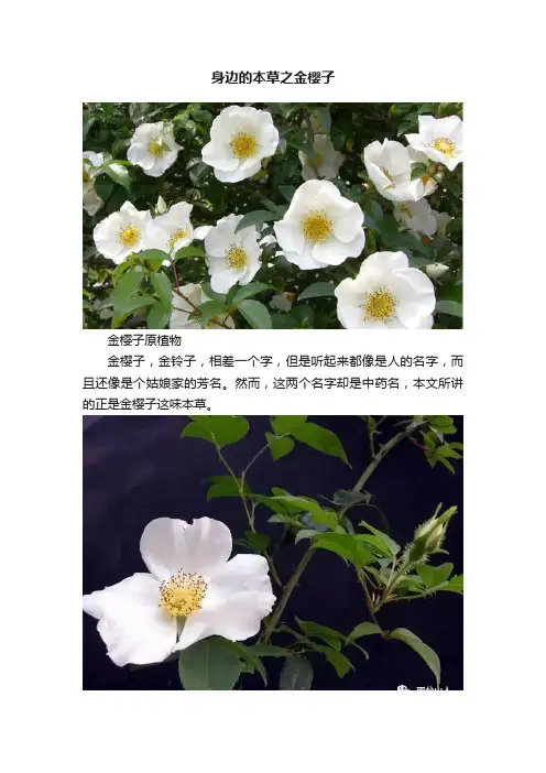 身边的本草之金樱子