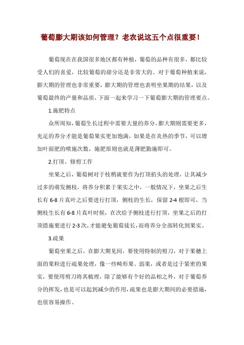 葡萄膨大期该如何管理？老农说这五个点很重要!