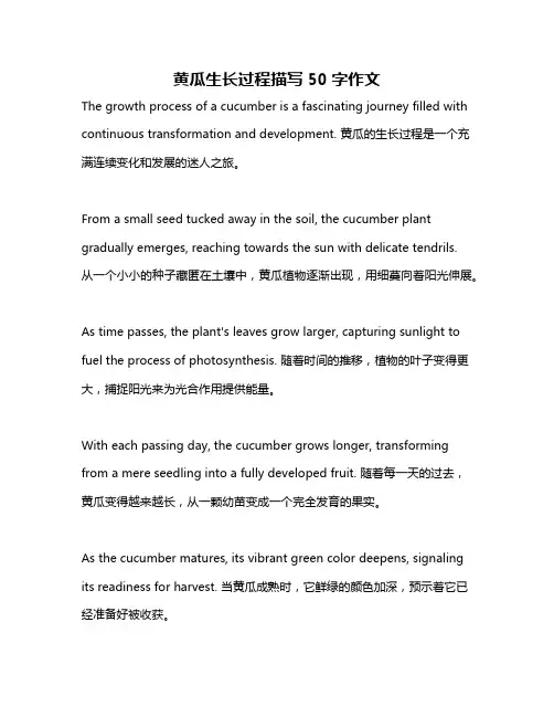 黄瓜生长过程描写50字作文