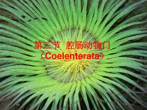 5.腔肠动物