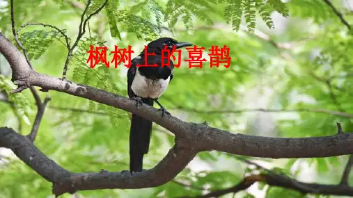 新部编版二年级语文下册《枫树上的喜鹊》课件