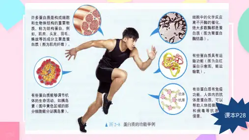 蛋白质是生命活动的主要承担者课件-2024-2025学年高一上学期生物人教版必修1