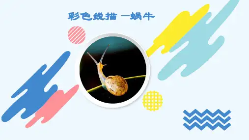 彩色线描—蜗牛—美术课件