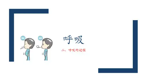 初中生物 呼吸的过程