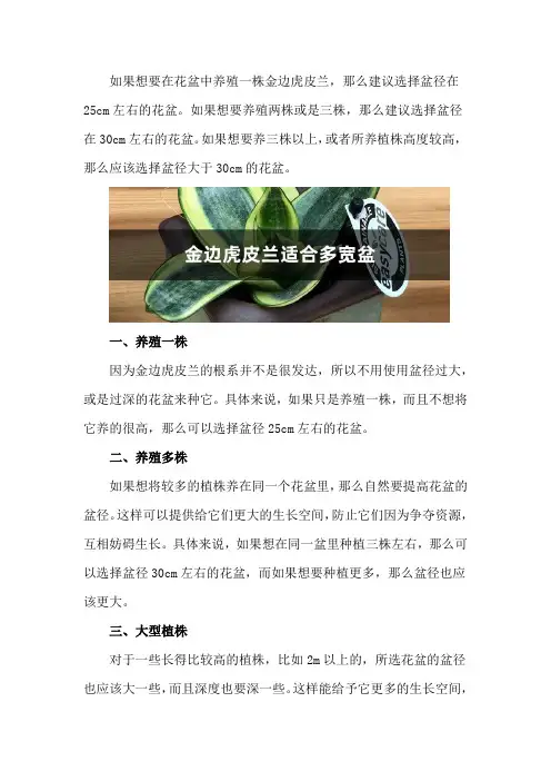 金边虎皮兰适合多宽盆