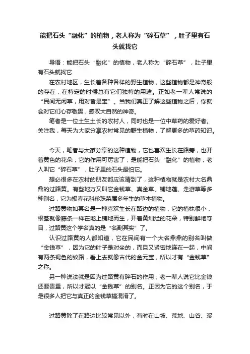 能把石头“融化”的植物，老人称为“碎石草”，肚子里有石头就找它