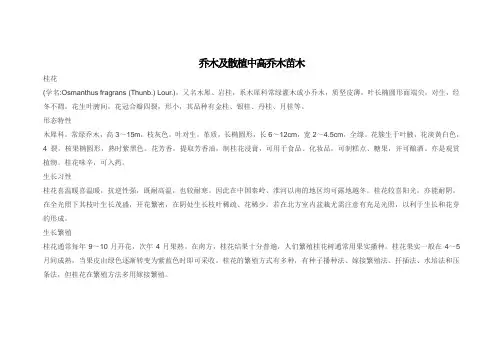 乔木及散植中高乔木苗木表