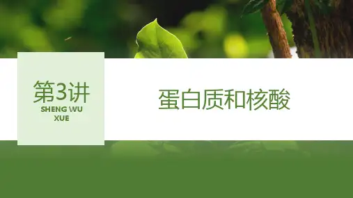 2024届高三生物一轮复习课件第3讲蛋白质和核酸