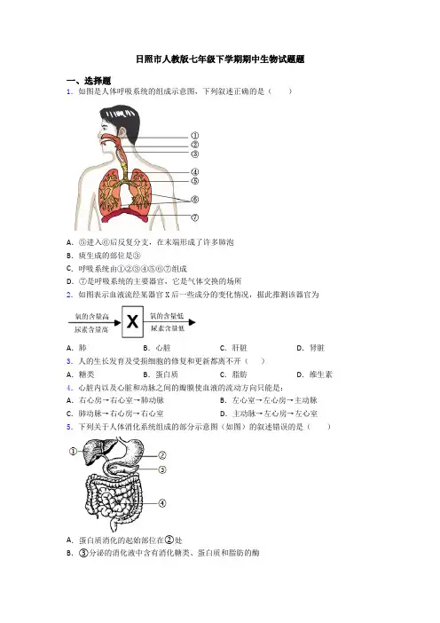 日照市人教版七年级下学期期中生物试题题