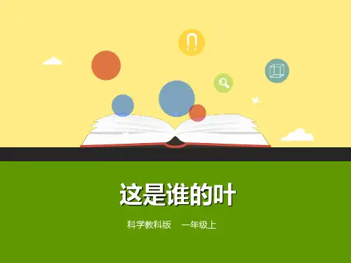 一年级科学上册教科版1单元4课《这是谁的叶》课件